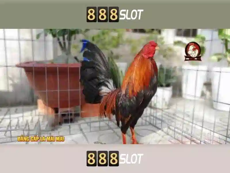 Chương trình thưởng 888 Slot 5
